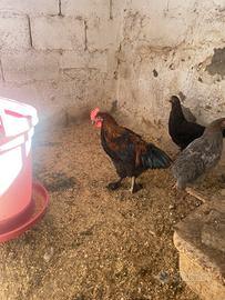 Gallo Marans