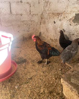 Gallo Marans