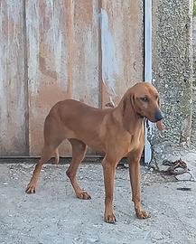 Giovane segugia da lepre