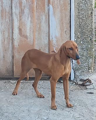 Giovane segugia da lepre