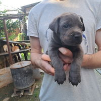 Cane Corso