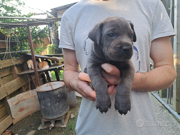 Cane Corso