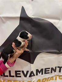 Cuccioli di bull terrier