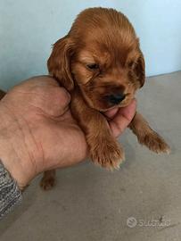 Cuccioli di Cocker ( Cocher, kooker, koker)