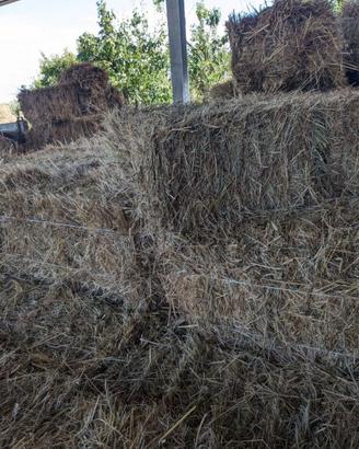 Fieno presse rettangolari