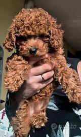 Cucciola Barboncino Toy