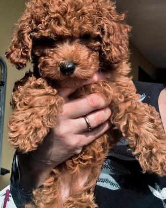 Cucciola Barboncino Toy