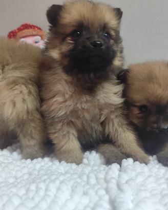 Spitz di Pomerania