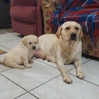 Labrador retriever Pedigree enci
