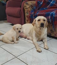 Labrador retriever Pedigree enci