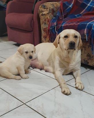 Labrador retriever Pedigree enci