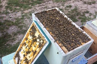 Api - nuclei . Famiglie