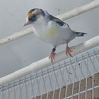 Cardellino 2025 femmina