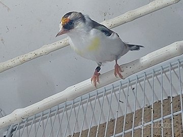 Cardellino 2025 femmina