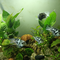 Parrot Polar, Ancistrus
