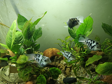 Parrot Polar, Ancistrus