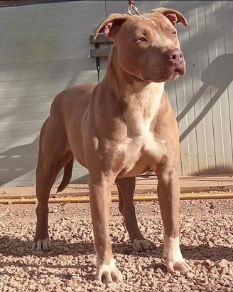 APBT Femmina Silver di 4 anni