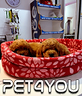 cuccioli-di-barboncino-e-maltipoo-anche-a-rate