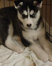 Cuccioli di Husky