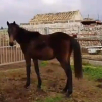 Puledro 18 mesi anglo-arabo