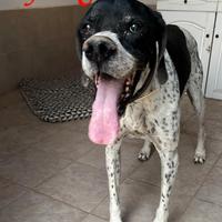 DJANGO tenerissimo cane in adozione