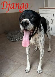 DJANGO tenerissimo cane in adozione