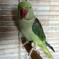 Pappagallo GRANDE ALESSANDRINO