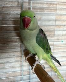 Pappagallo GRANDE ALESSANDRINO