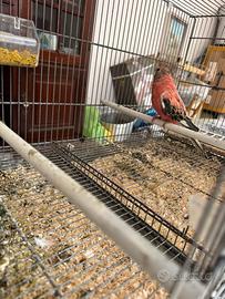 Parrocchetto di bourke