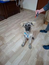 Meraviglioso cucciolo incrocio pastore tedesco