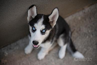 Siberian husky
