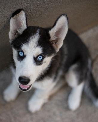 Siberian husky