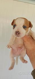 Jack Russell pelo lungo