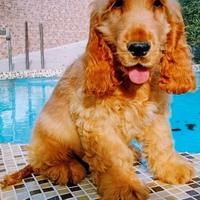 Cocker spaniel inglese
