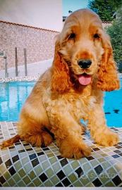 Cocker spaniel inglese