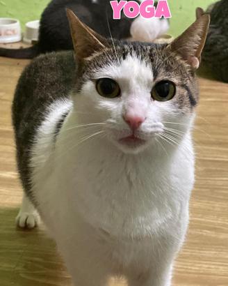 Joga è Ikea gatte di 2 anni