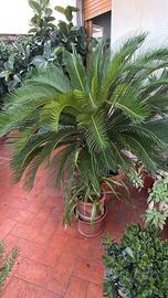 Piante verdi