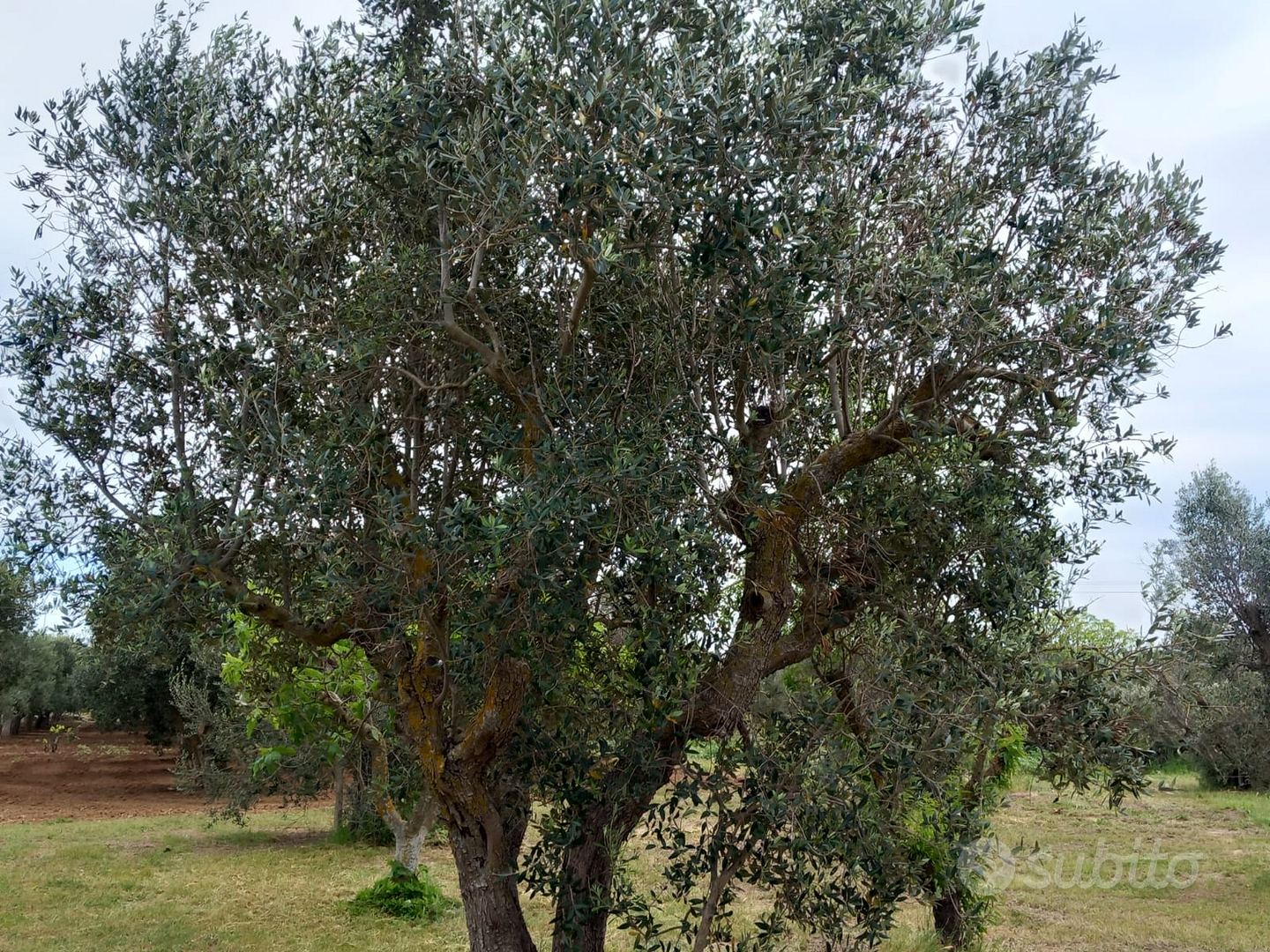 Terreno agricolo - Vista 5