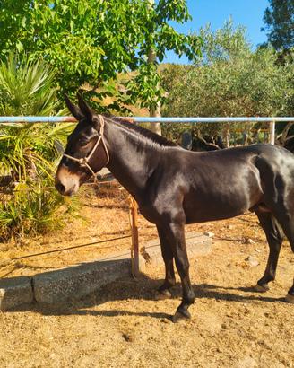 Mulo per trekkin