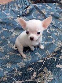 cucciolo chihuahua maschio