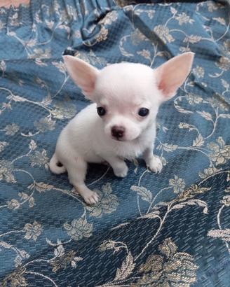 cucciolo chihuahua maschio