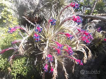 Tillandsia Aeranthus