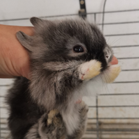 Coniglietti testa di leone nani ed ariete nani