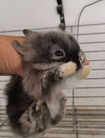 Coniglietti testa di leone nani ed ariete nani