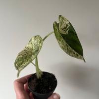 Alocasia dragona scale mint
