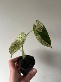 Alocasia dragona scale mint