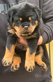Rottweiler cucciolo con pedigree
