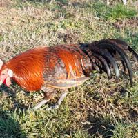 Galletto braekel nana oro barrato nero