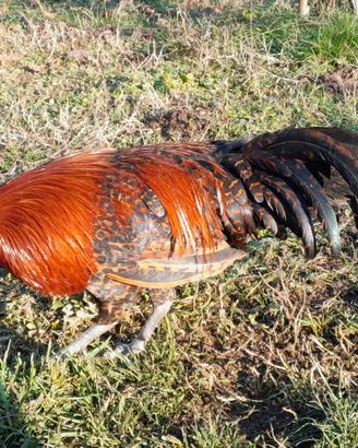 Galletto braekel nana oro barrato nero
