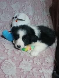 Cuccioli di Border collie